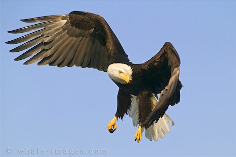 pics of eagles flying. eagles flying · bird-wallpapers.com