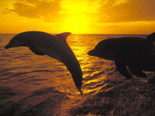 dolphins_at_sunset.jpg?w=500&h=375